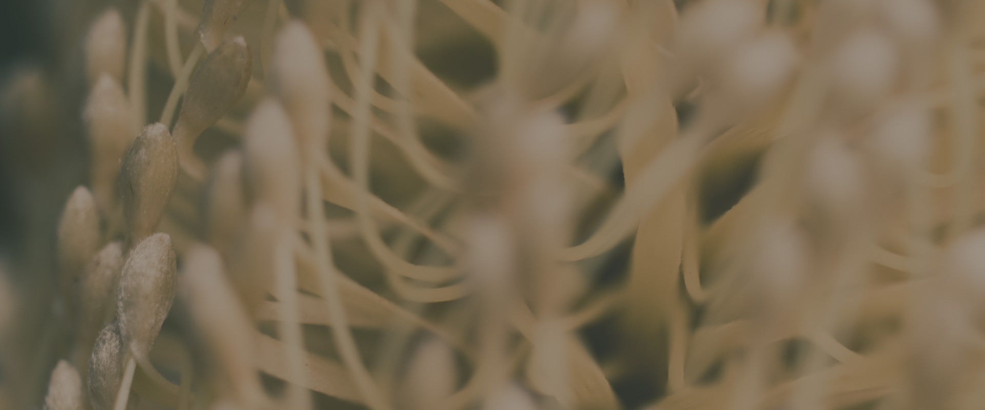 Banksia Flower used in Face Moisturiser