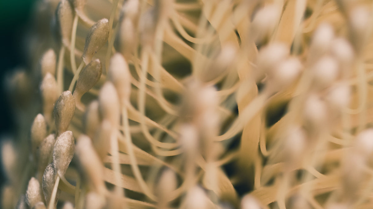 Close up photo of Banksia Flower