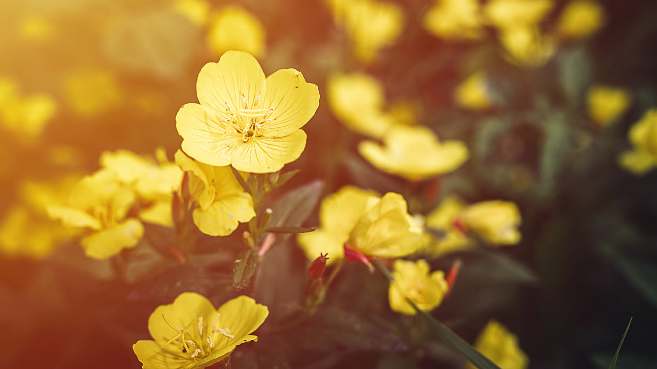 Image of Evening Primrose Flowers