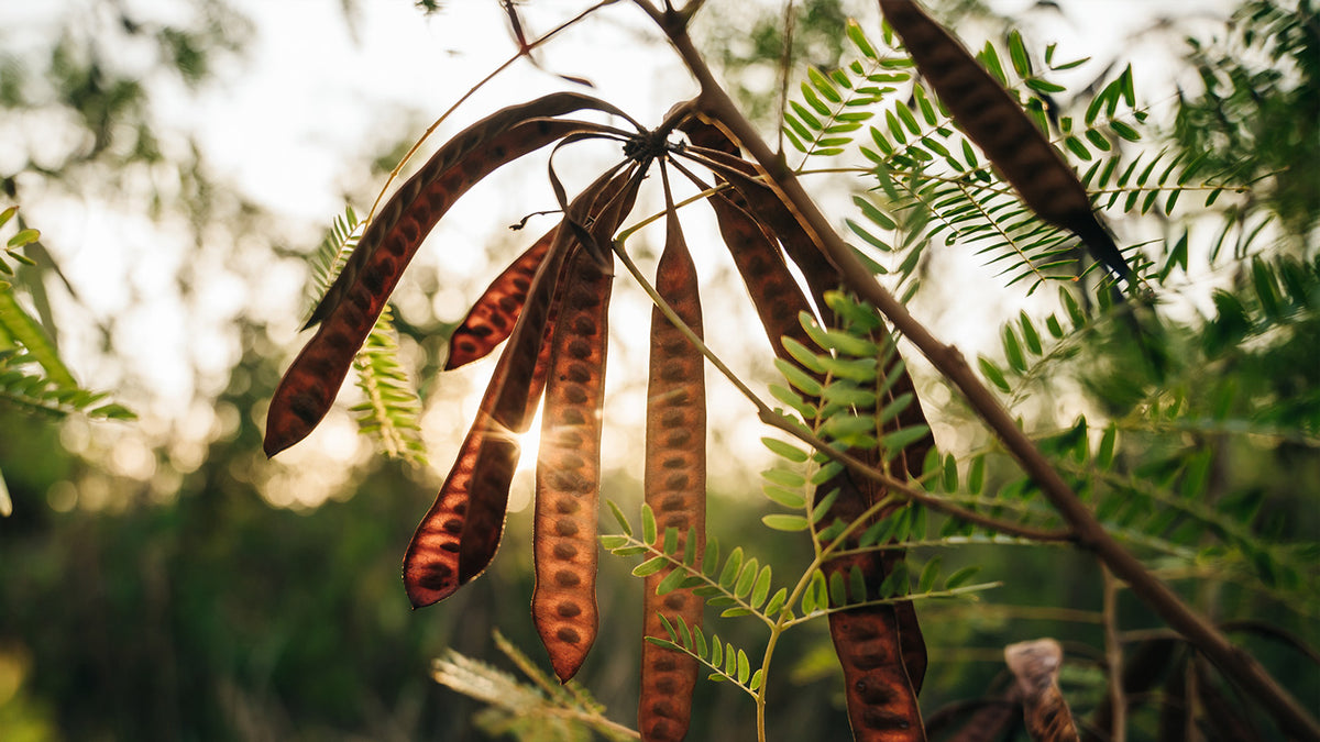 Honey Locust Seeds on Tree