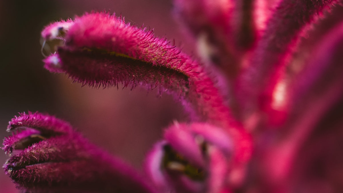 Image of Kangaroo Paws