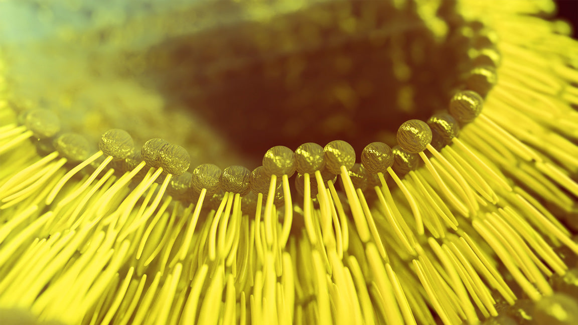 Image of a Liposome