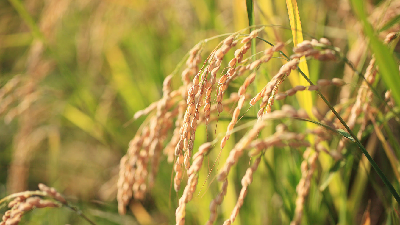 Photo of Rice Bran Shoots