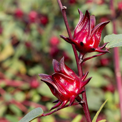 Image of Rosella Fruit used in LEITIN Skincare