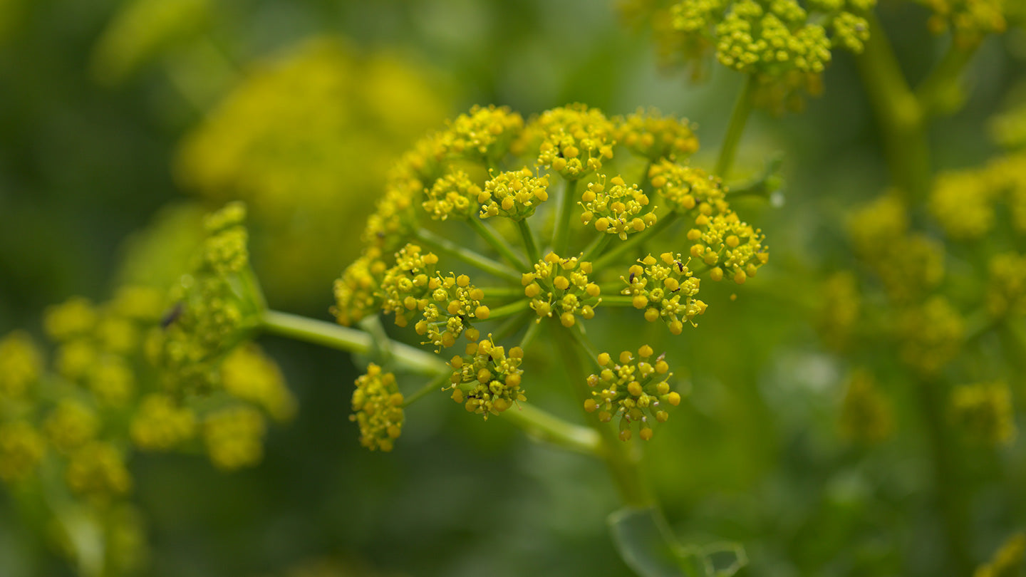 Close up of Sea Fennel