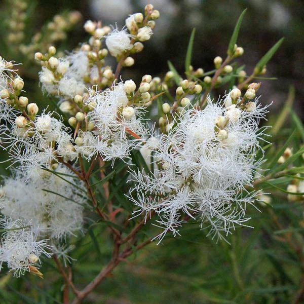 Image of Native Snow Flower used in LEITIN Skincare