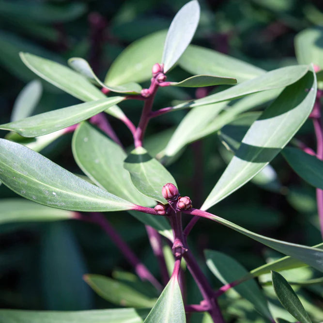 Picture of Tasmanian Mounter Pepper used in LEITIN Skincare